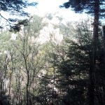 甲木